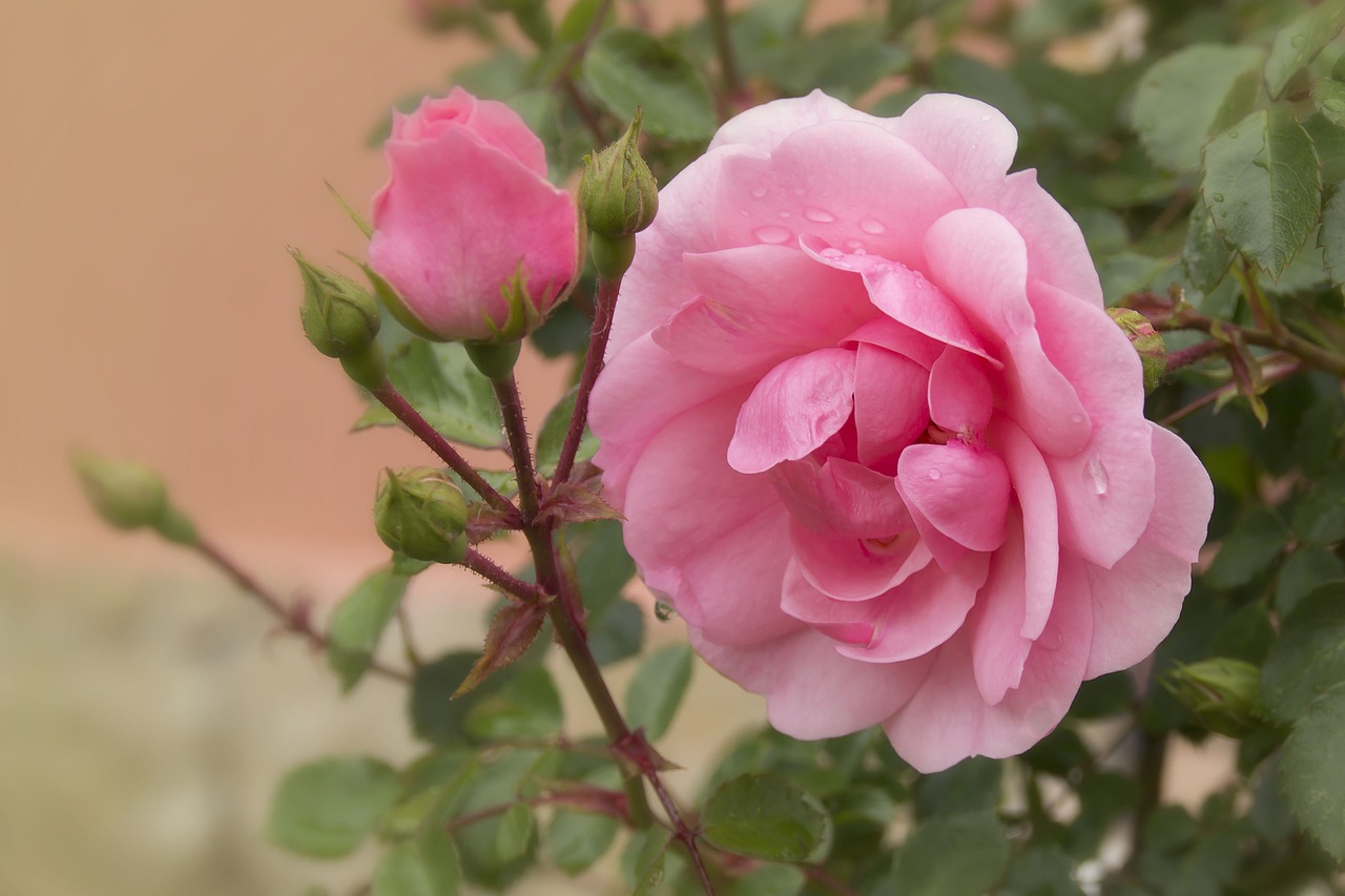 rose pink flower free photo