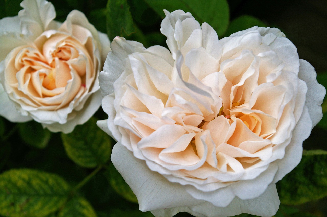 rose white rose blossom free photo