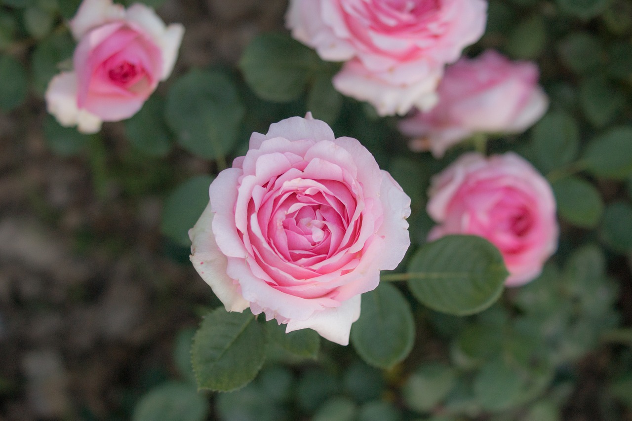 rose flowers garden free photo