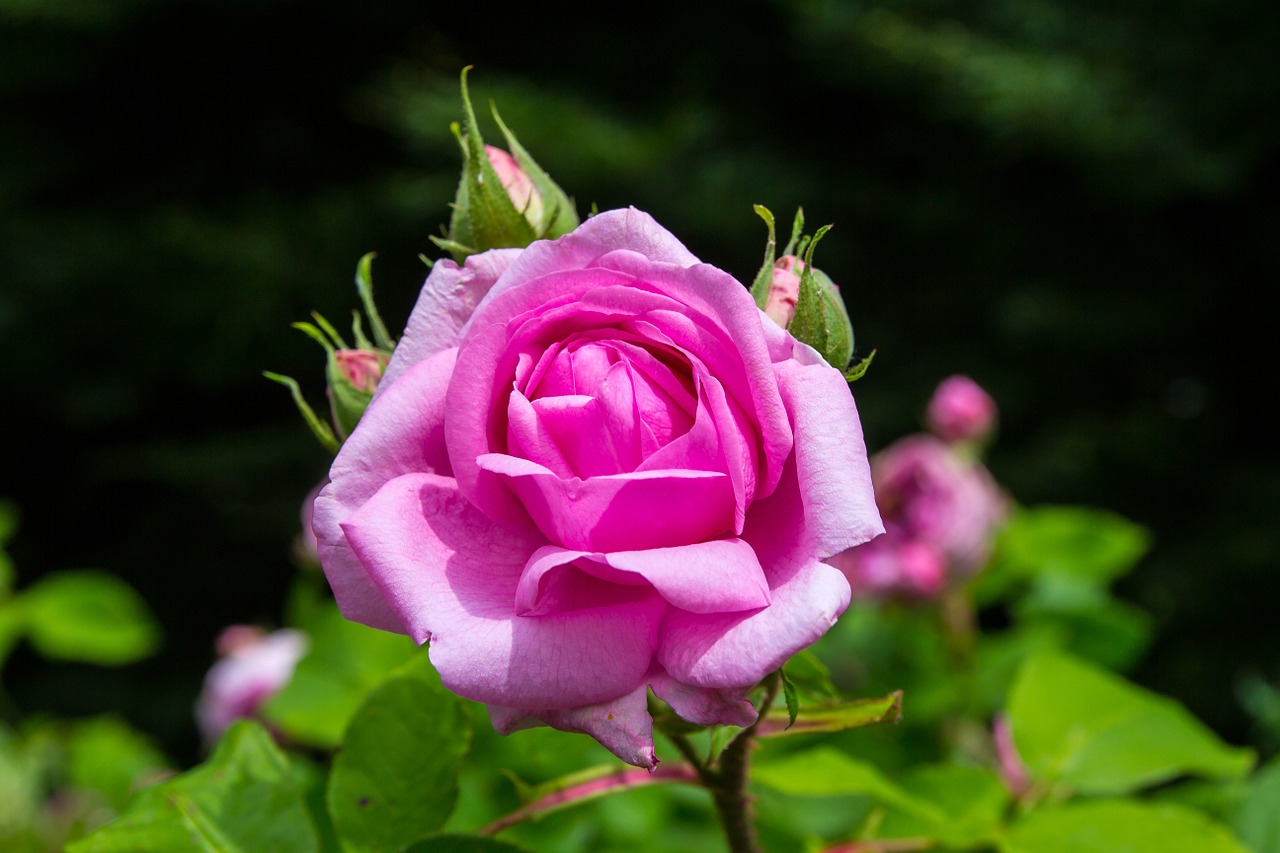 rose pink flower free photo