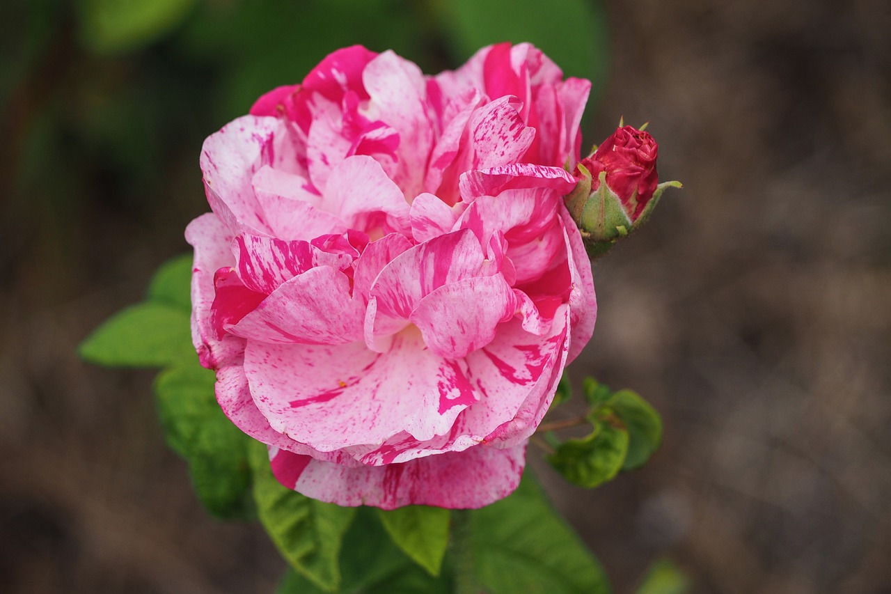 rose blossom bloom free photo