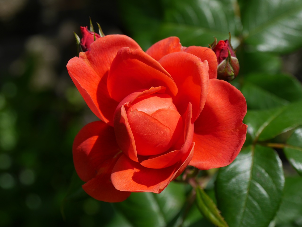 rose red flower free photo