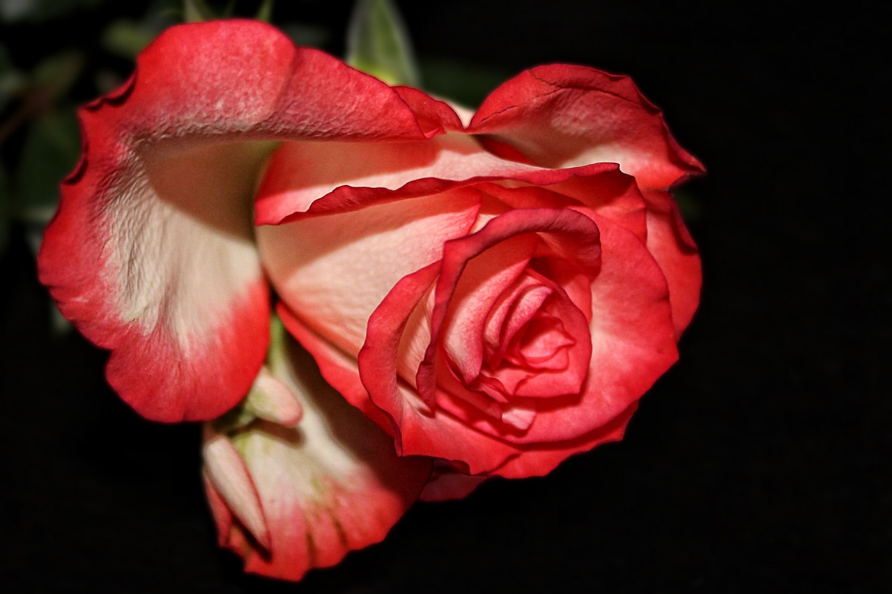 rose red white flower free photo