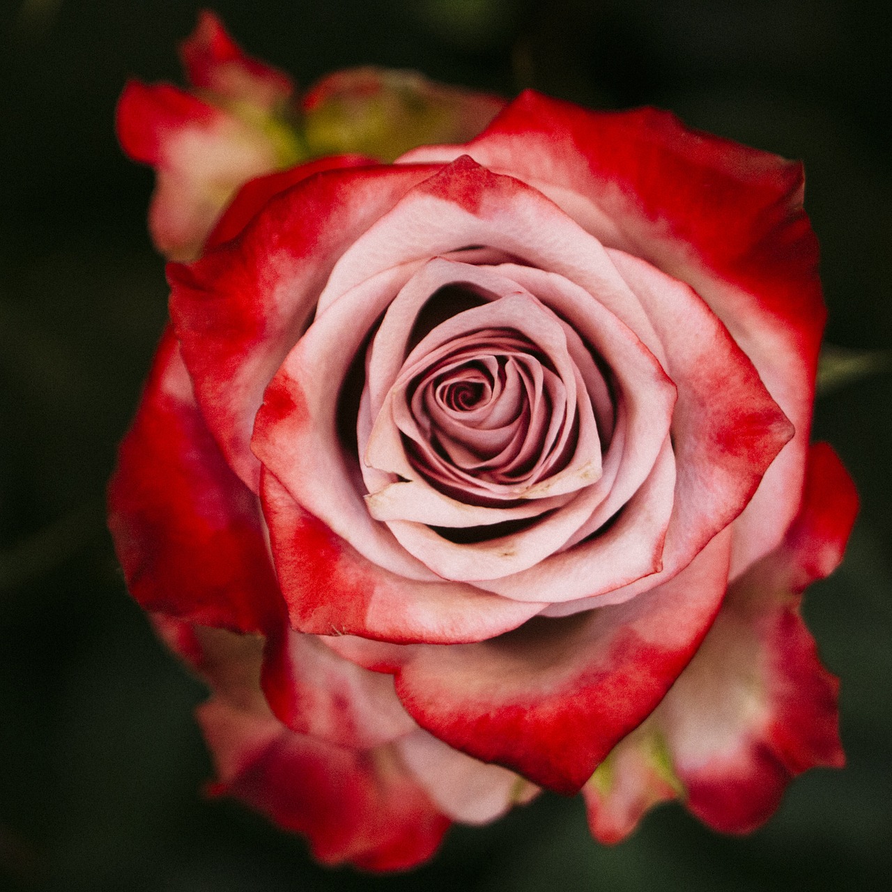 rose flower red rose free photo