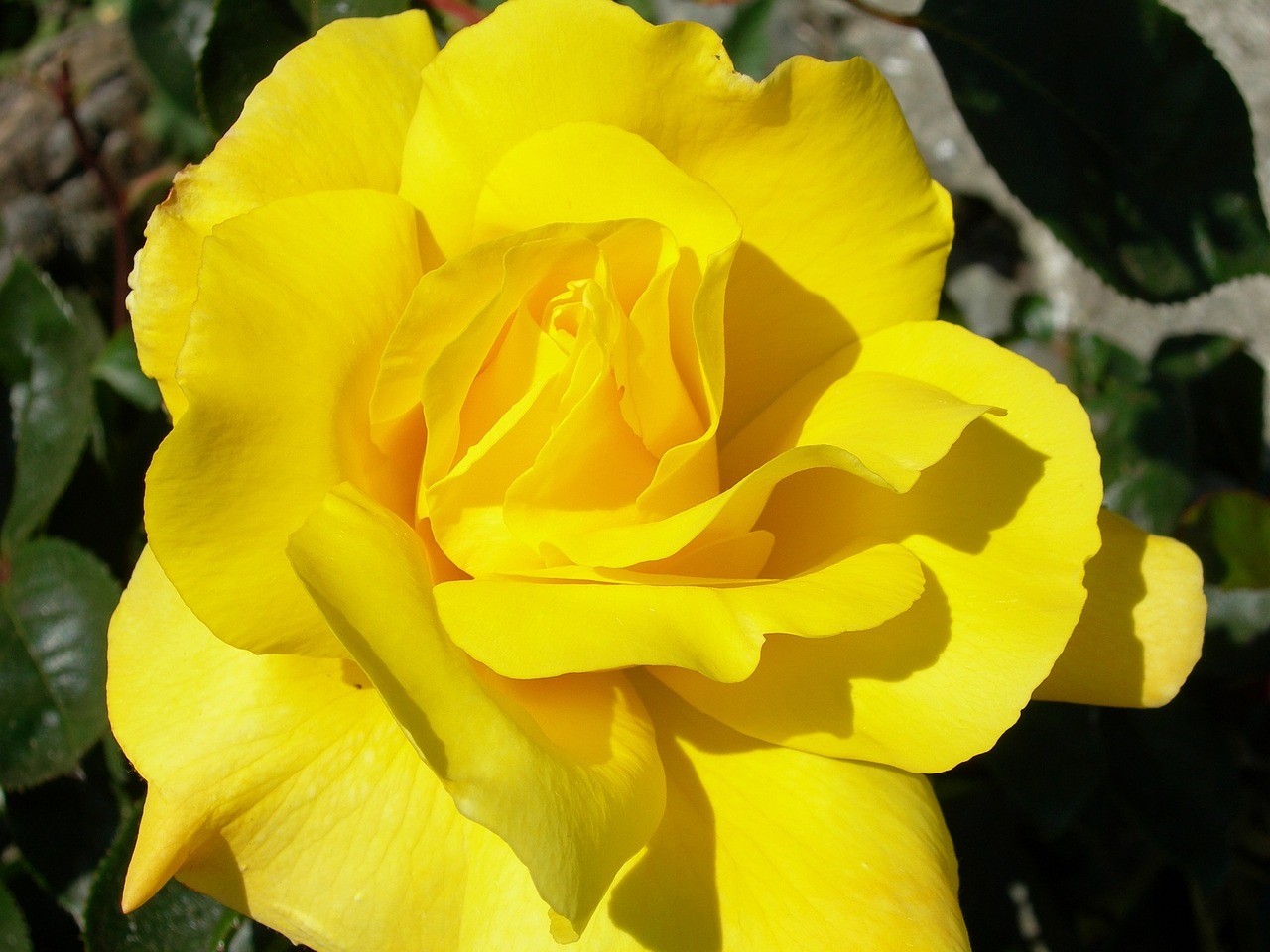 rose flower macro free photo