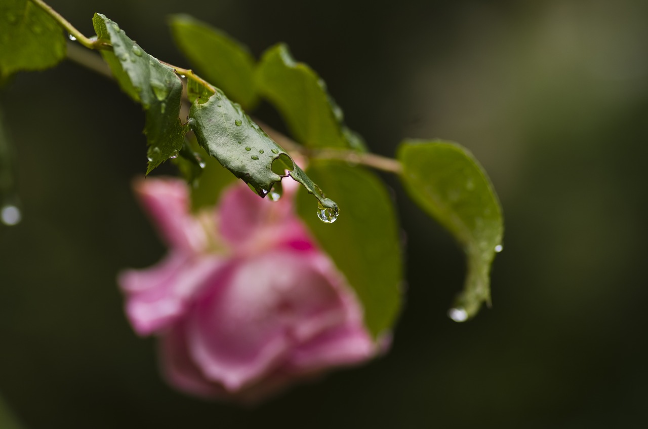rose leaves rain free photo