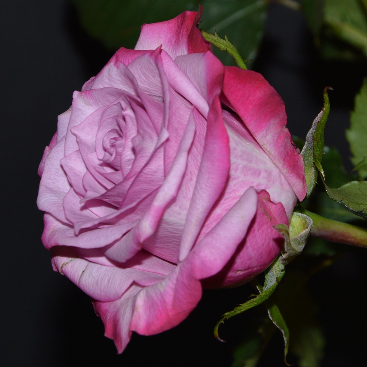 rose pink blossom free photo