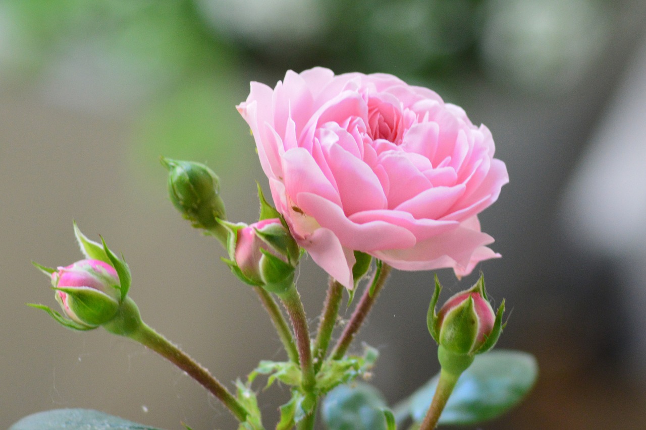 rose pink rose bud free photo