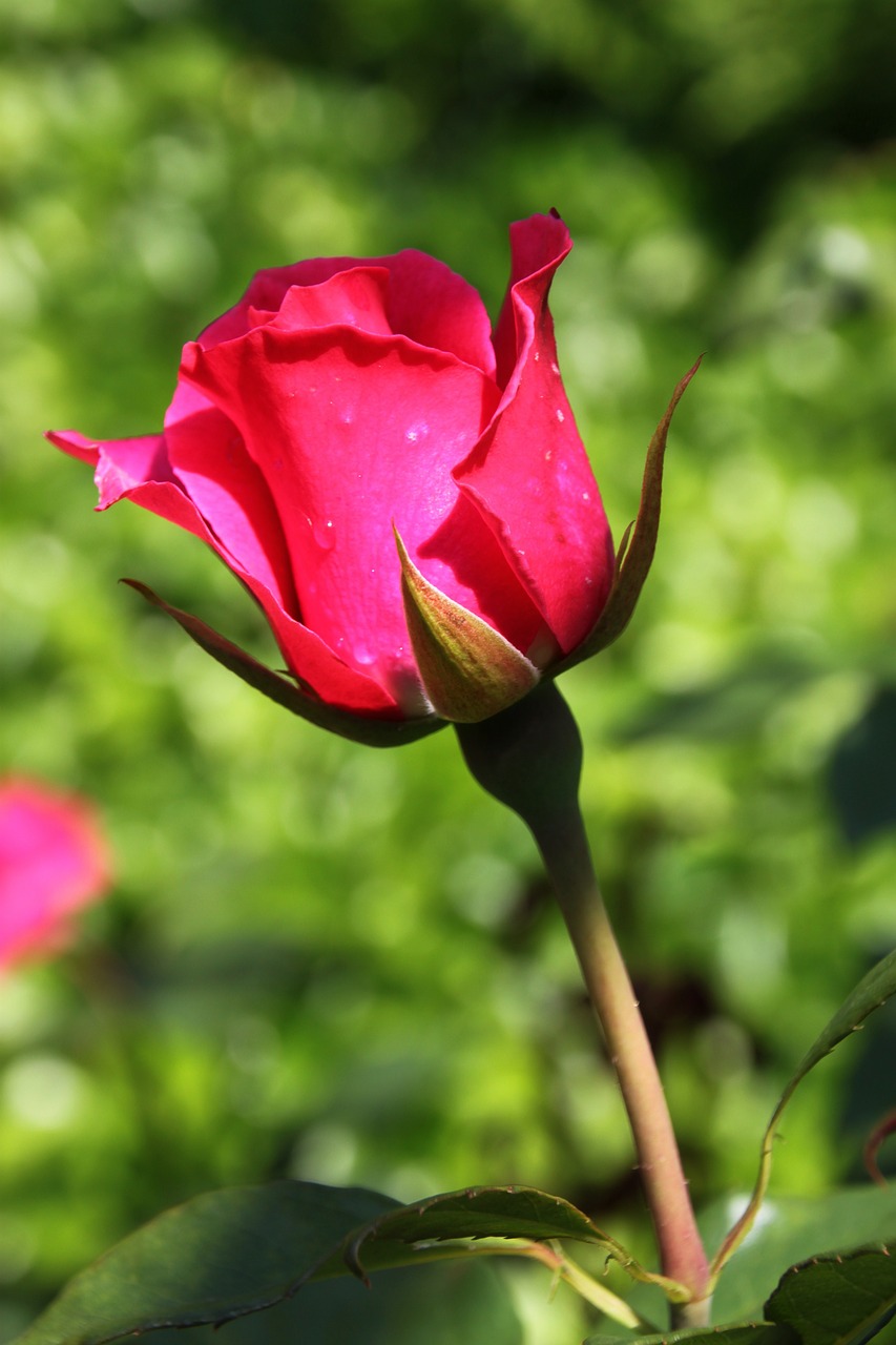 rose rose blooms red rose free photo