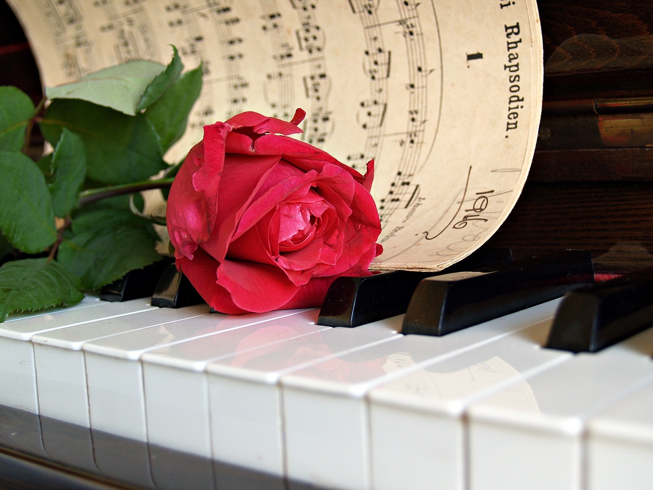 rose red sheet music free photo