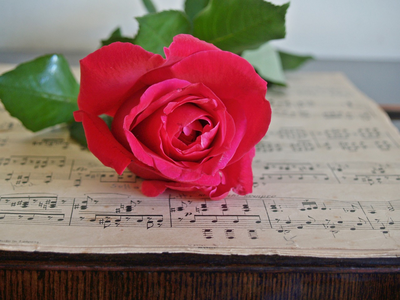 rose red sheet music free photo