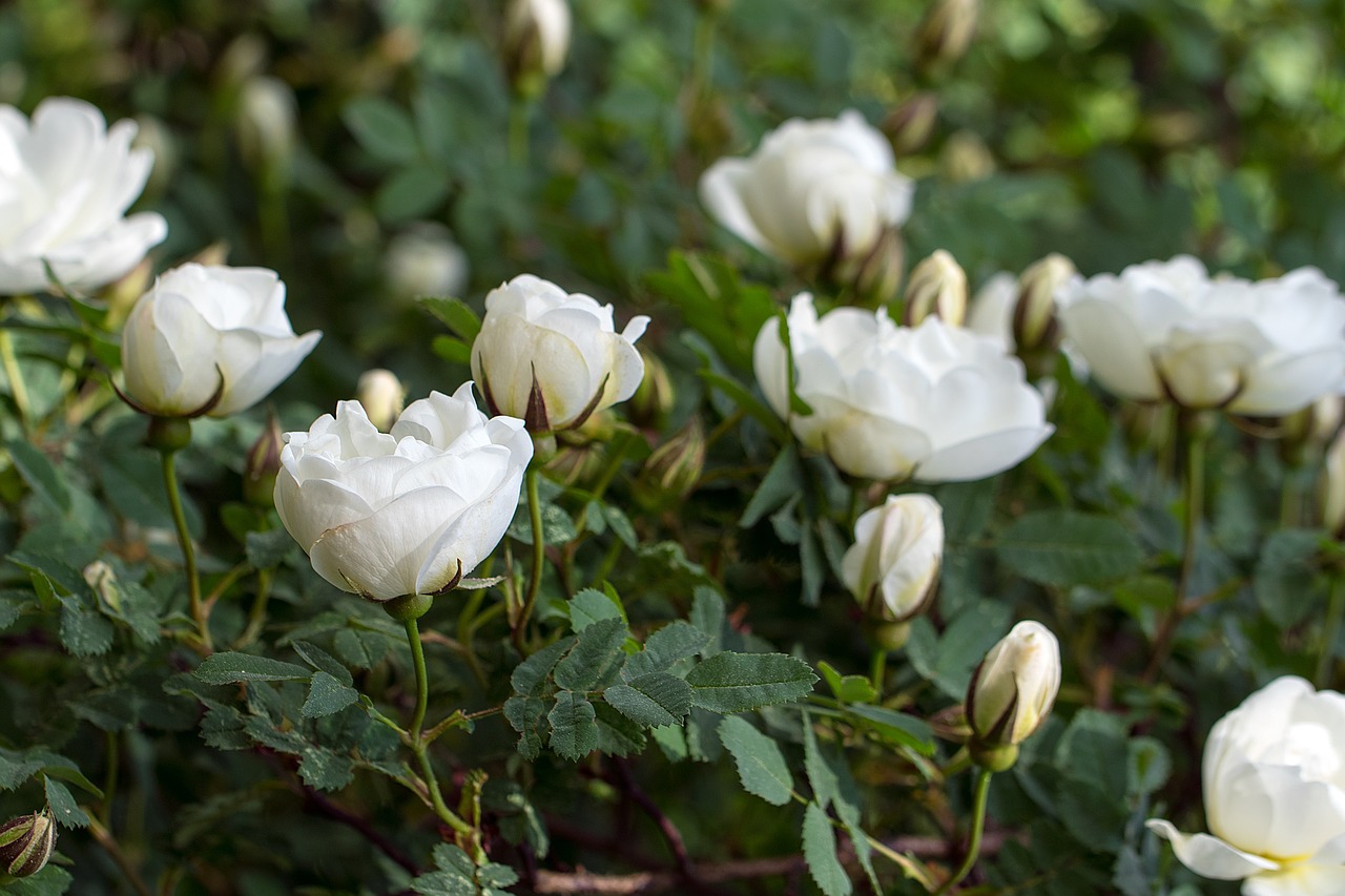 roses flower white free photo