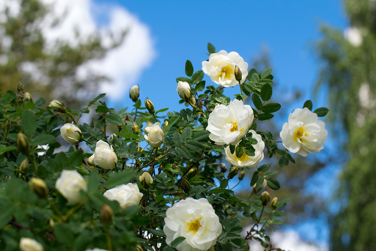 roses flower white free photo