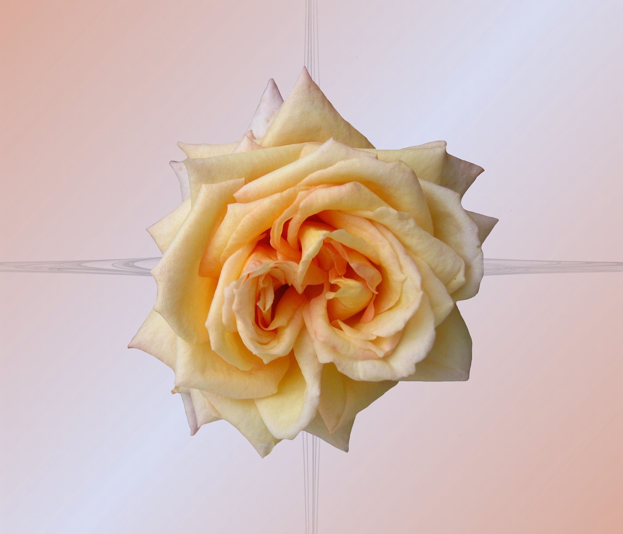 rose flower blossom free photo