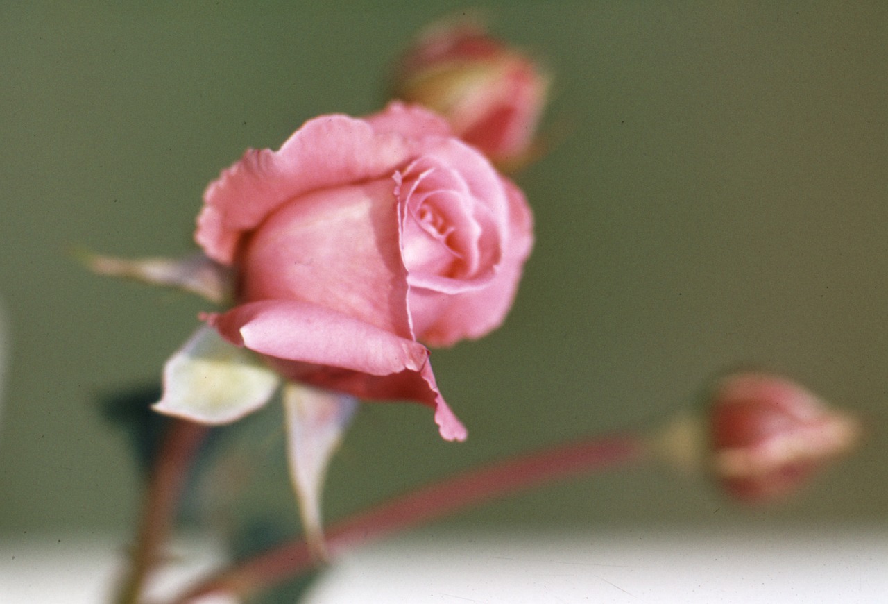 rose plant blossom free photo