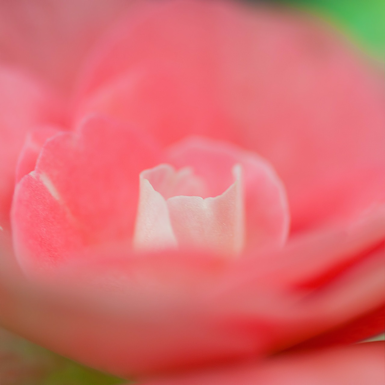 rose petal pink free photo