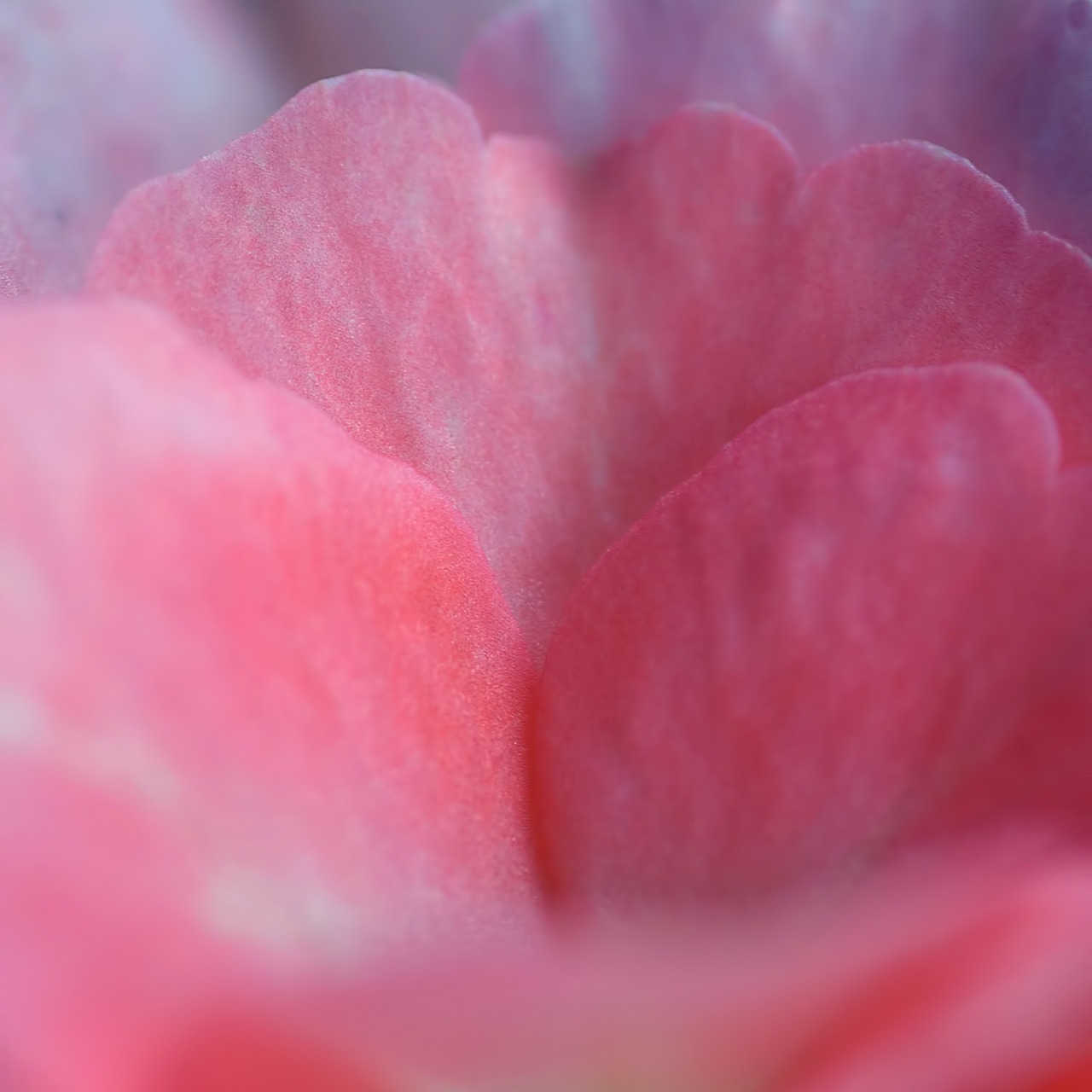 rose petal pink free photo