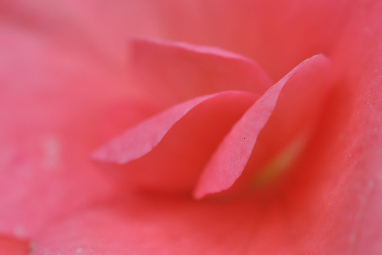 rose petal pink free photo