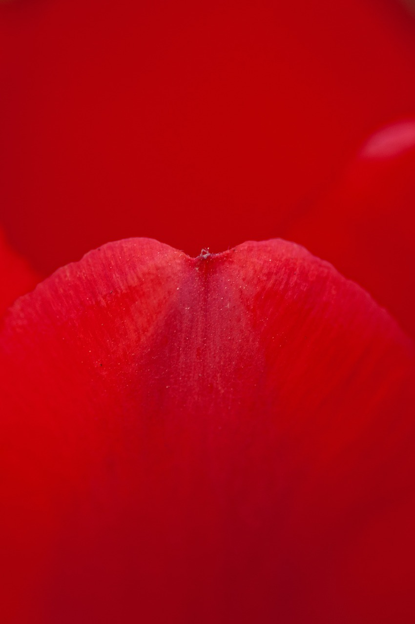 rose petal red free photo