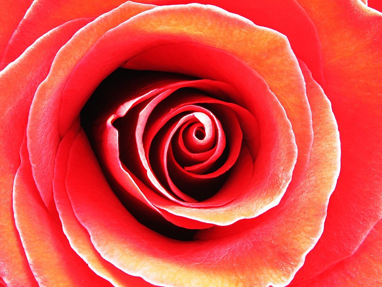 rose red love free photo