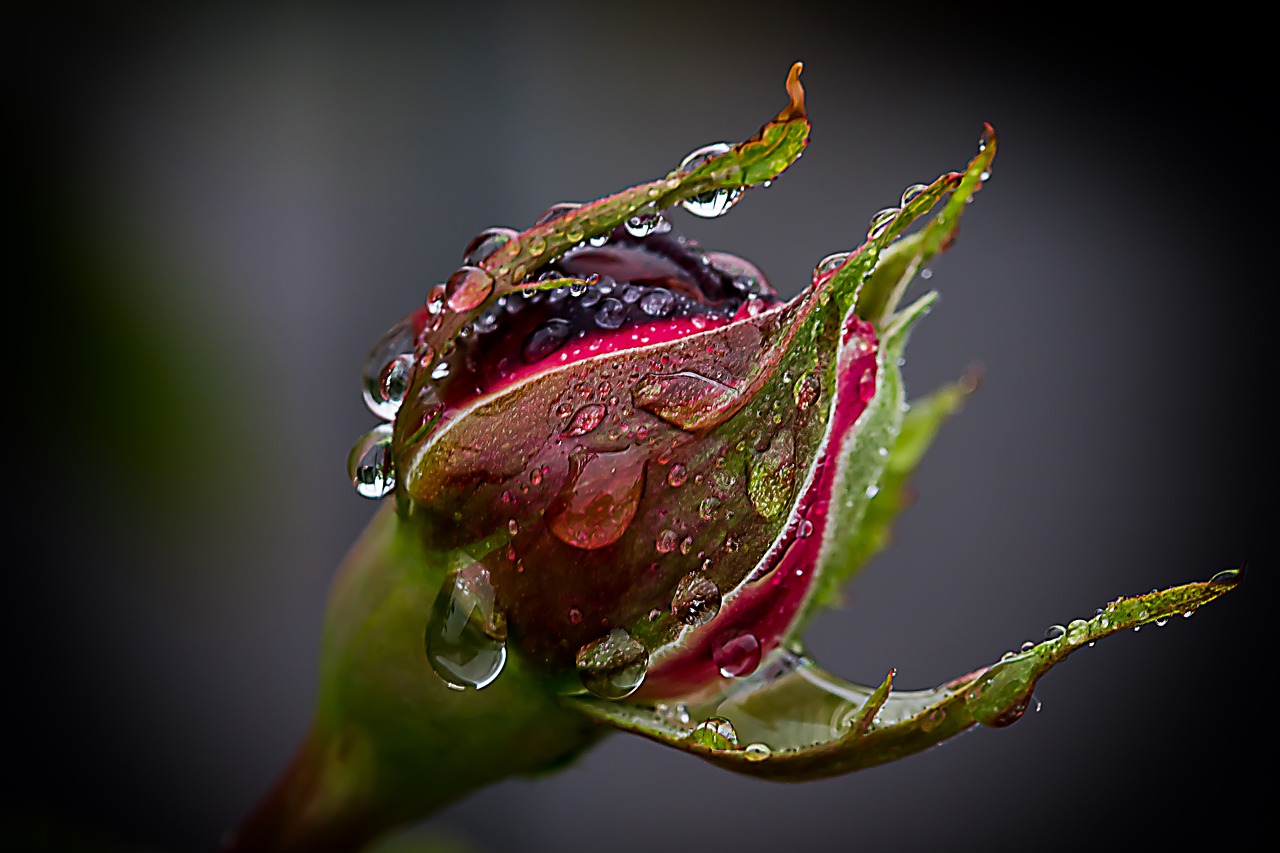 rose rain drip free photo