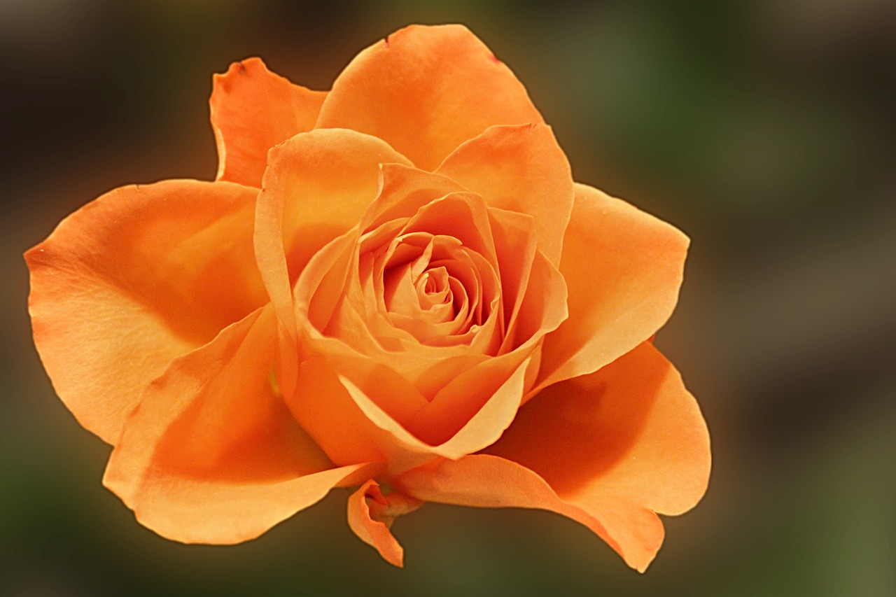 rose orange blossom free photo