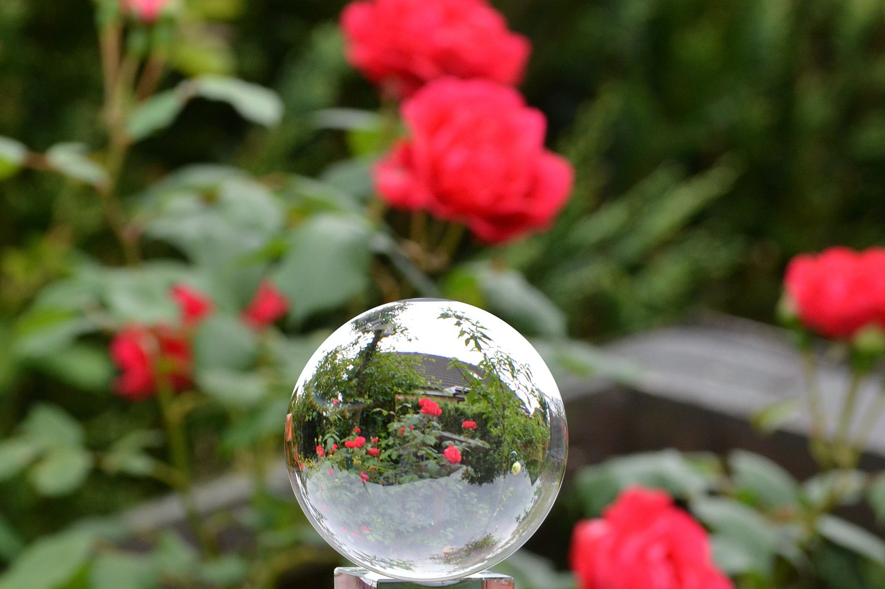 rose glass ball rose in glass ball free photo