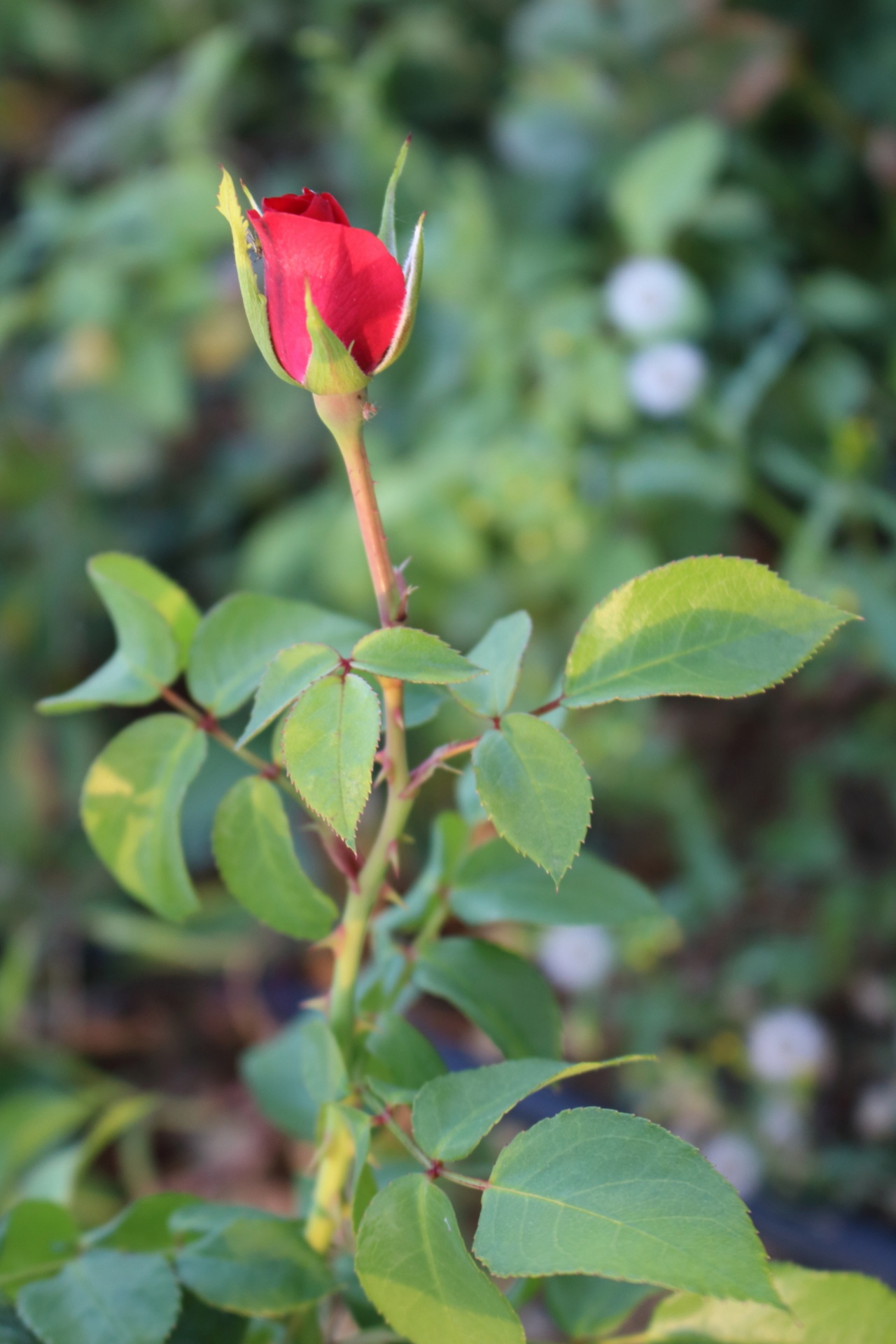 red rose rose free photo