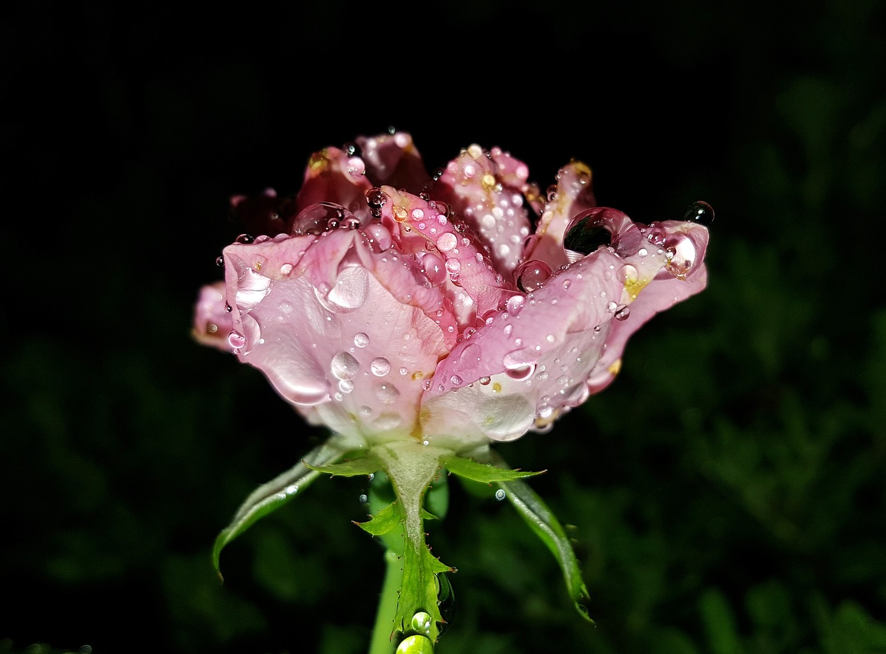 rose flower pink rose free photo