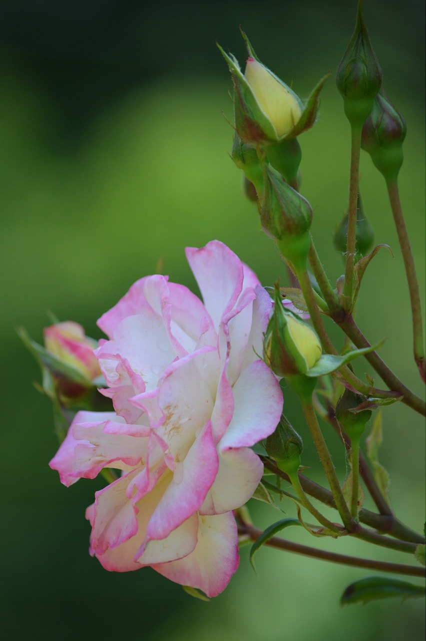 rose flower nature free photo