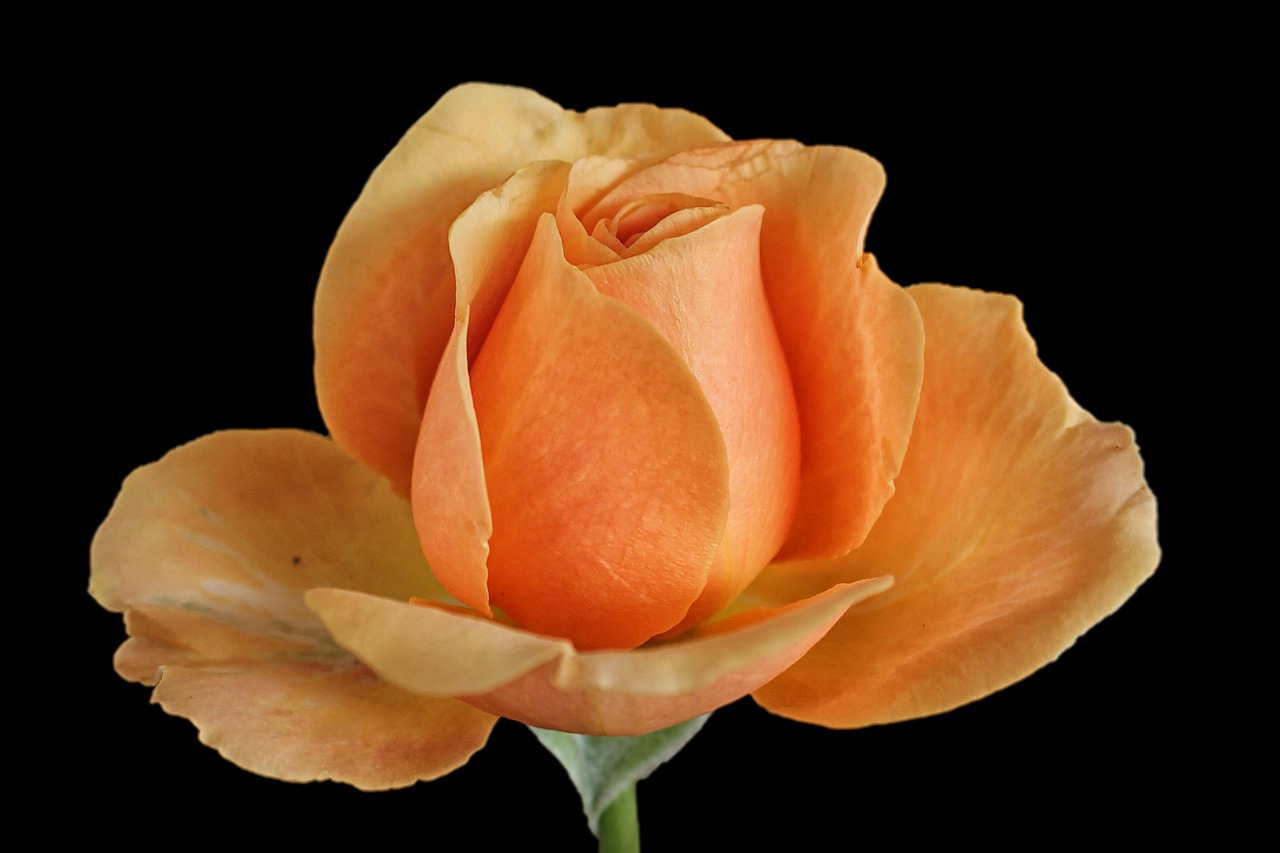 rose rose bloom orange rose free photo