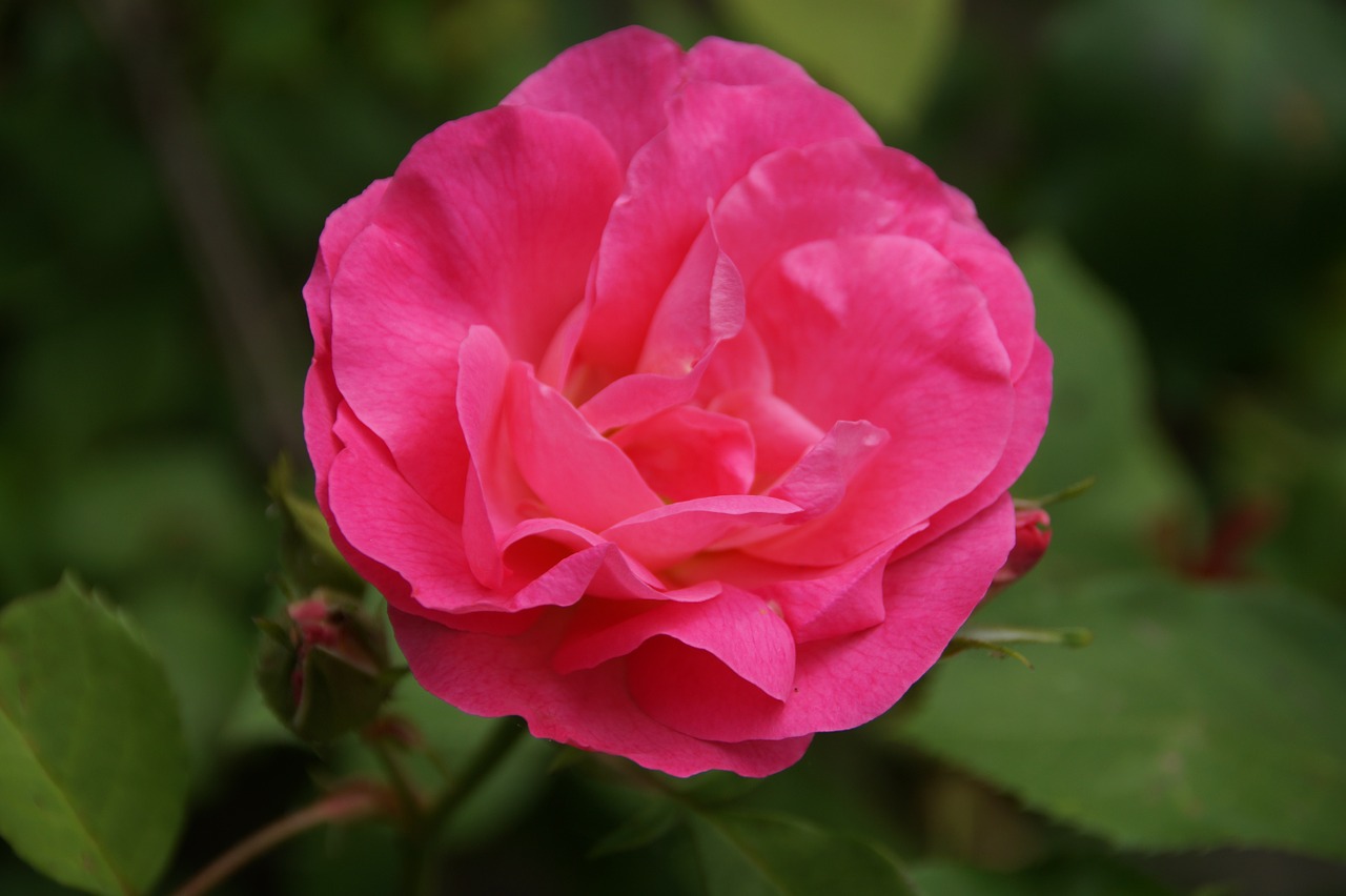 rose flower orange free photo