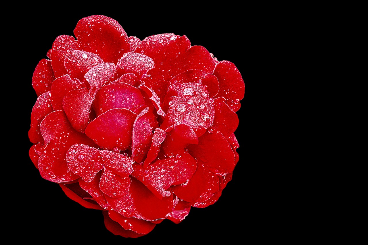 rose red rose blossom free photo