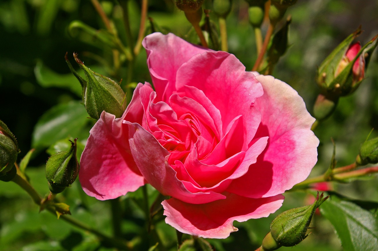rose pink rose scented rose free photo
