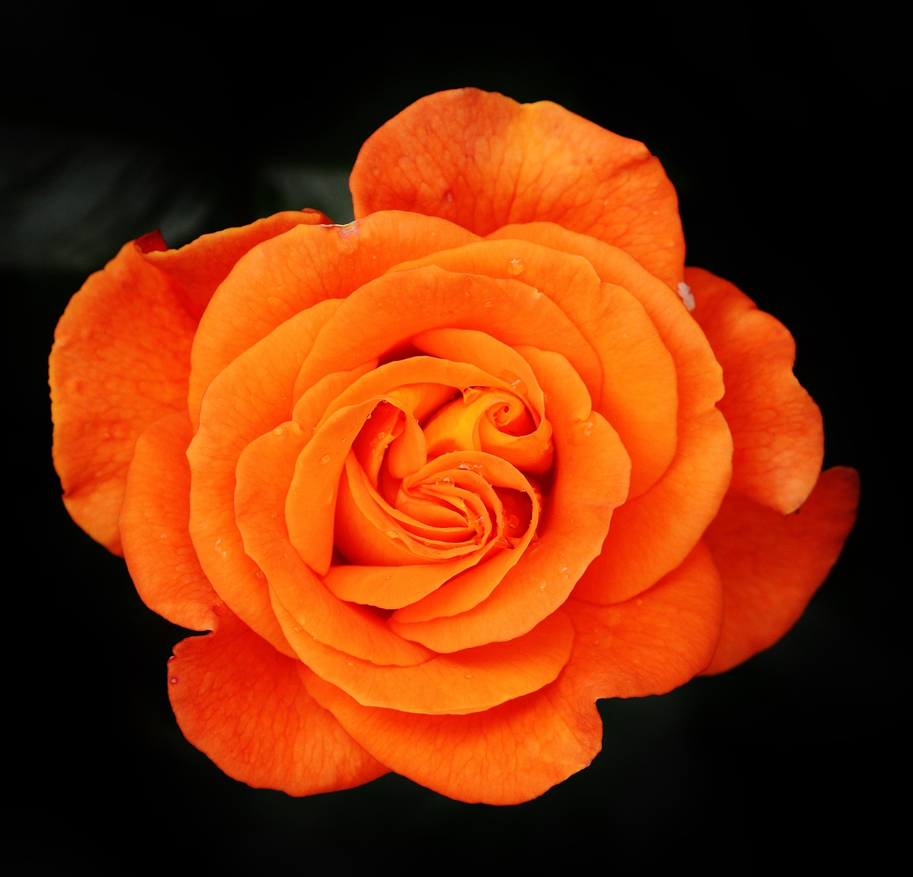 rose orange flower free photo