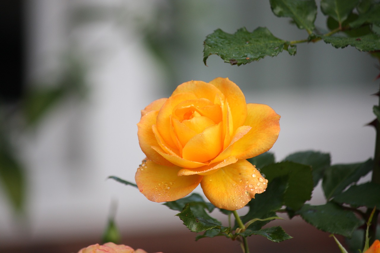 rose yellow detail free photo