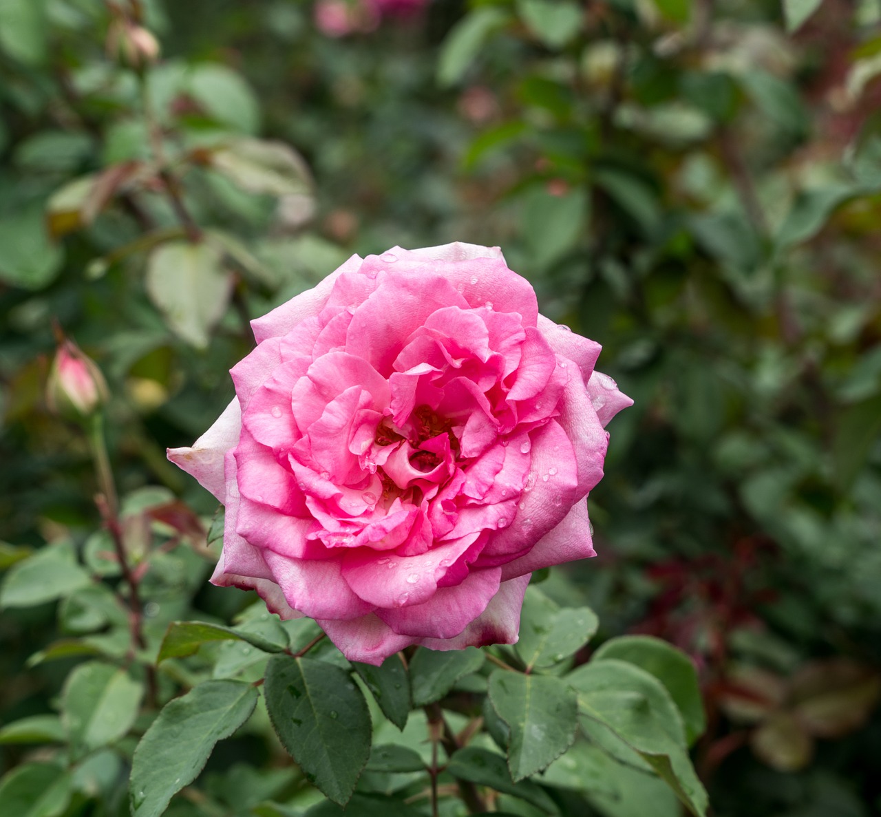 rose garden dew drops free photo