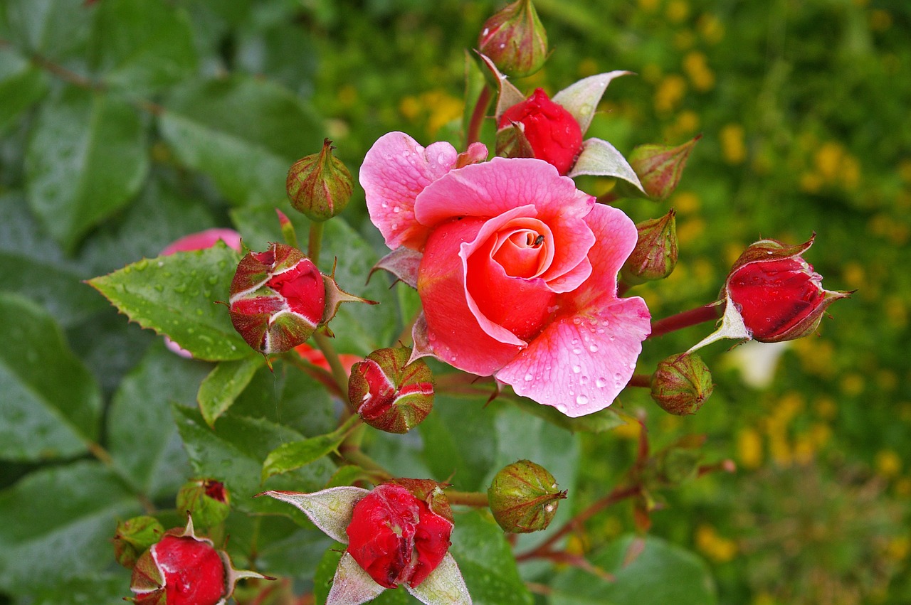 rose pink rose scented rose free photo