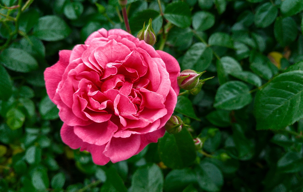 rose flower pink rose free photo