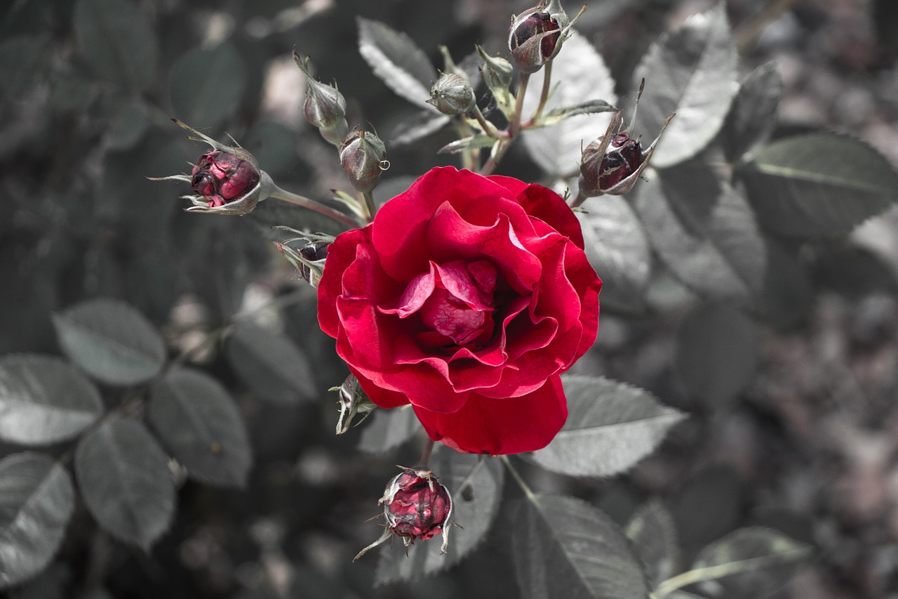 rose red cluster free photo