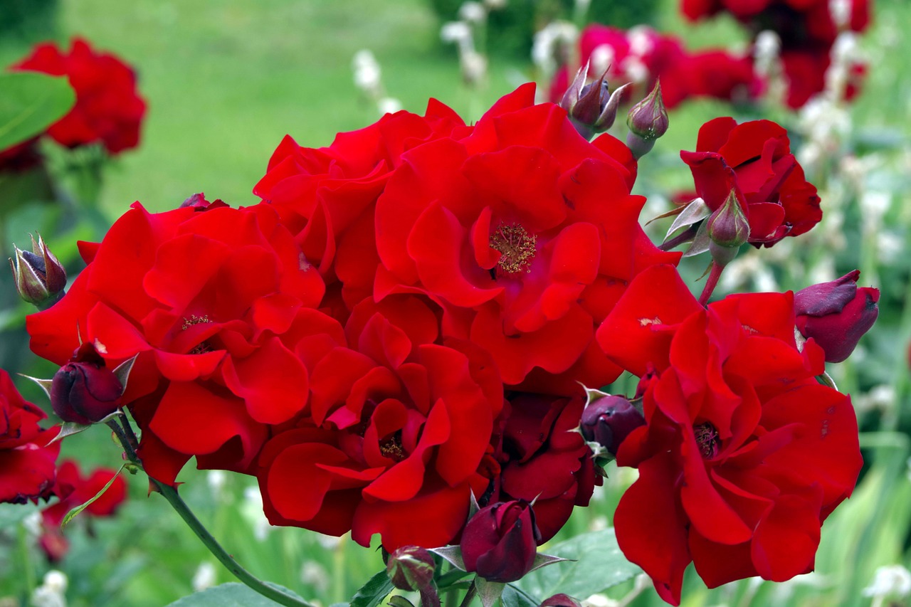 rose bright red red free photo
