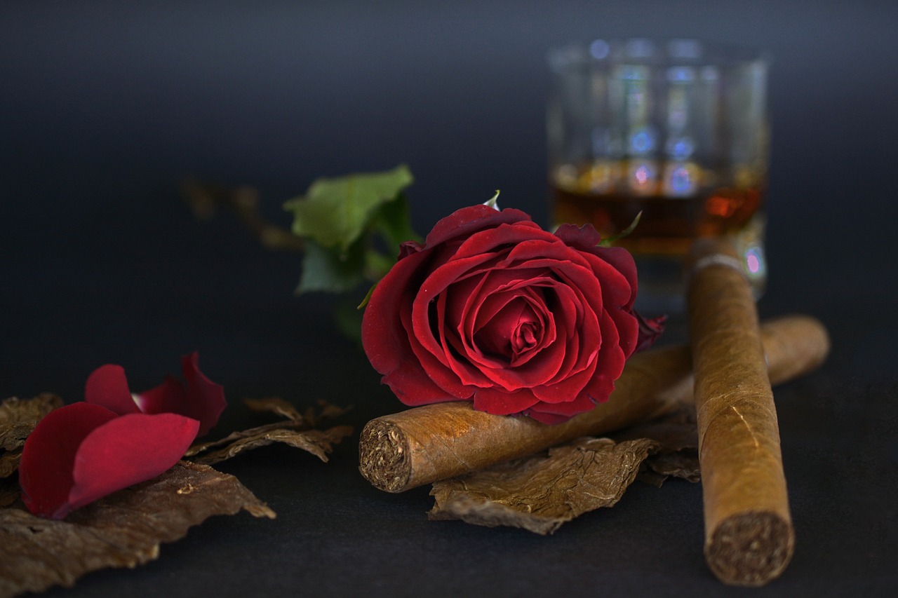 rose red rose cigar free photo