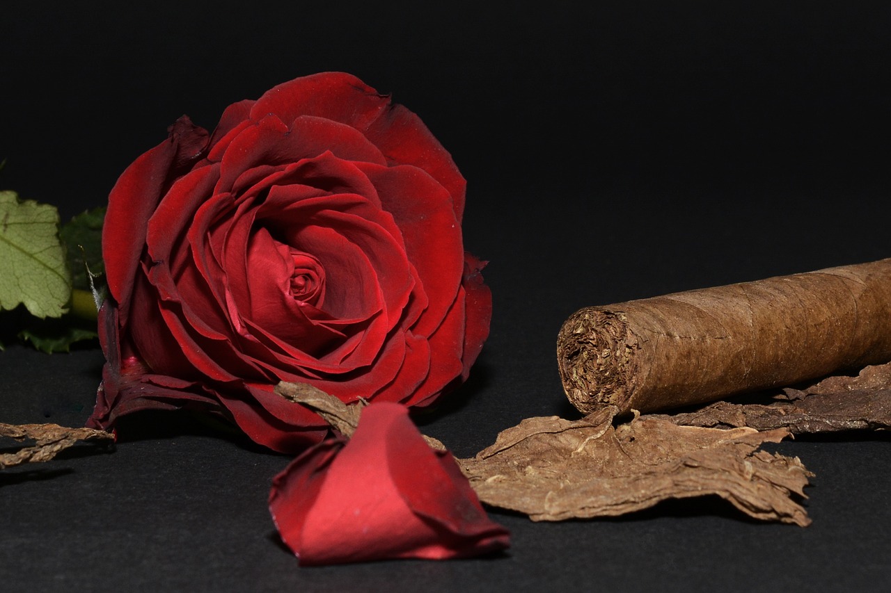 rose red rose cigar free photo