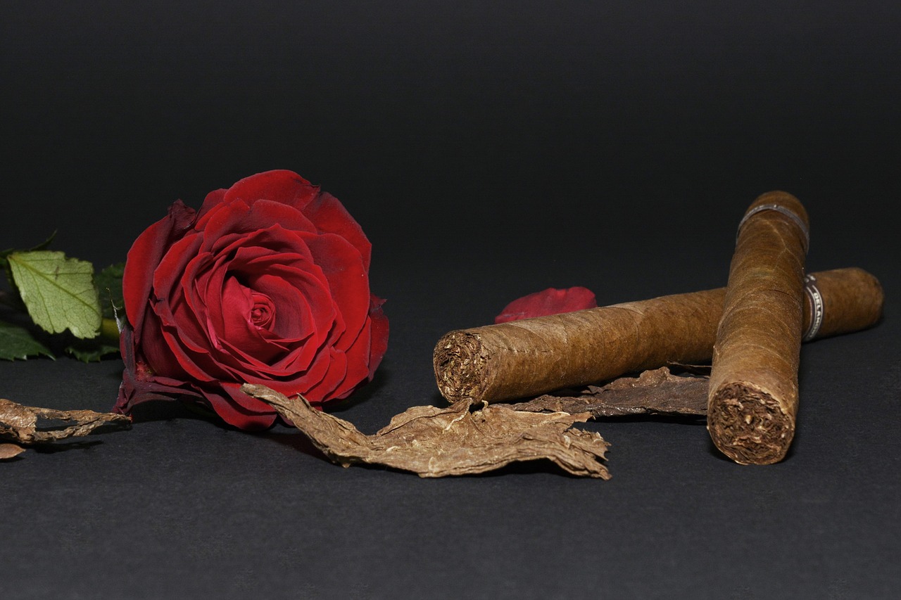 rose red rose cigar free photo