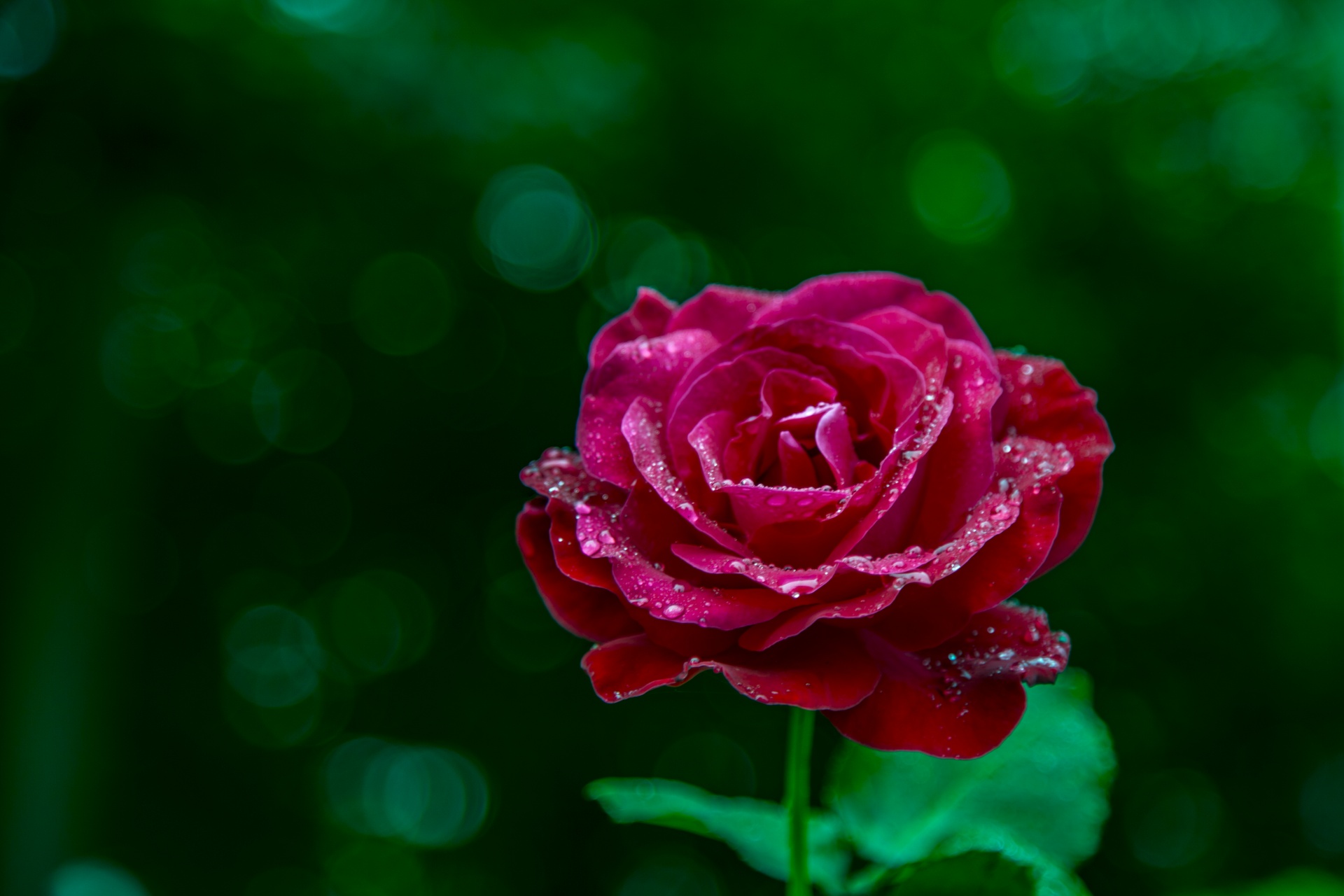 rose closeup floral free photo