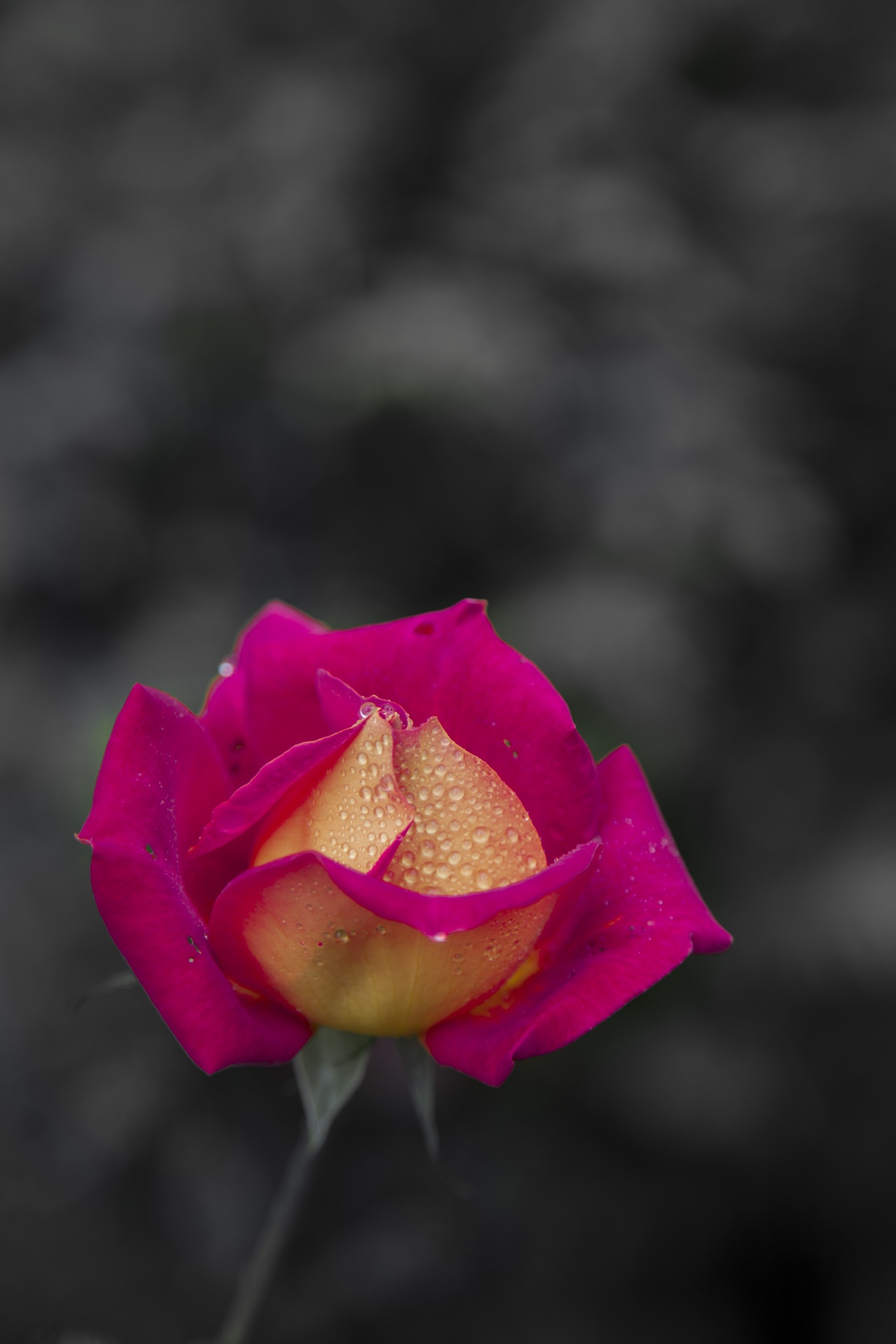 rose closeup floral free photo