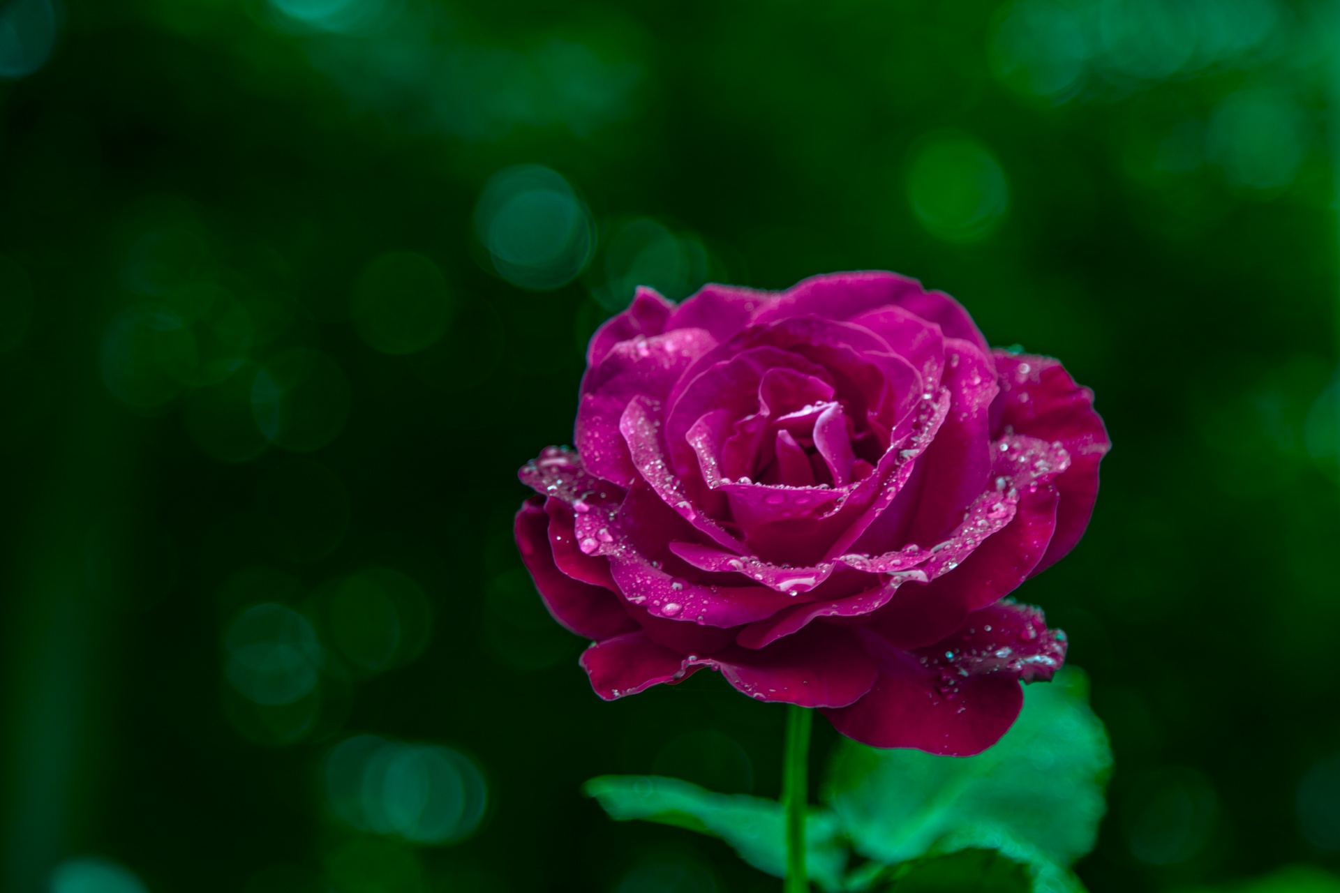 rose closeup floral free photo