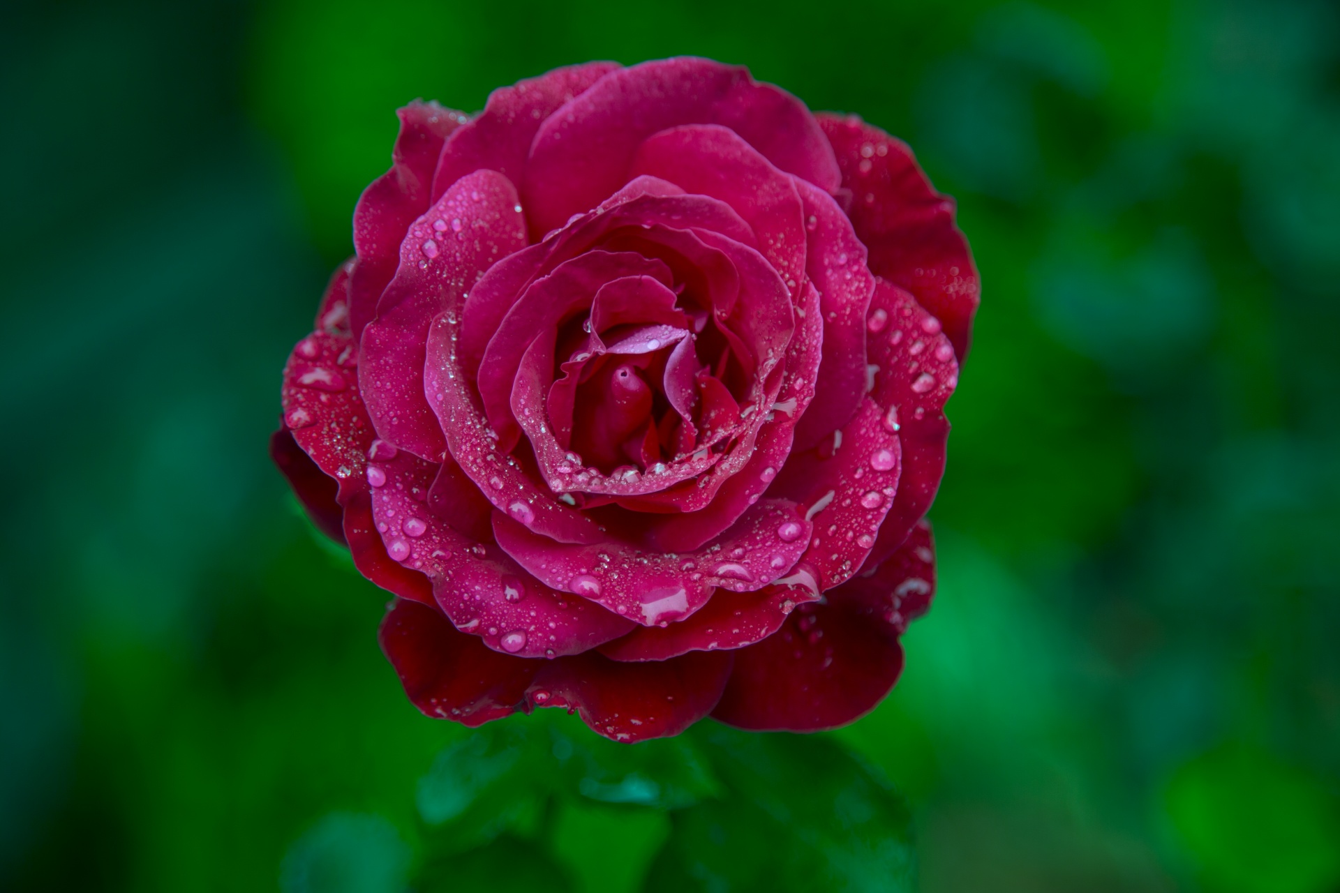 rose closeup floral free photo