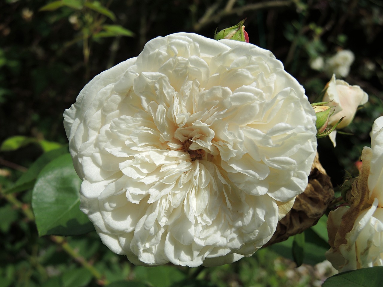 rose white flower free photo