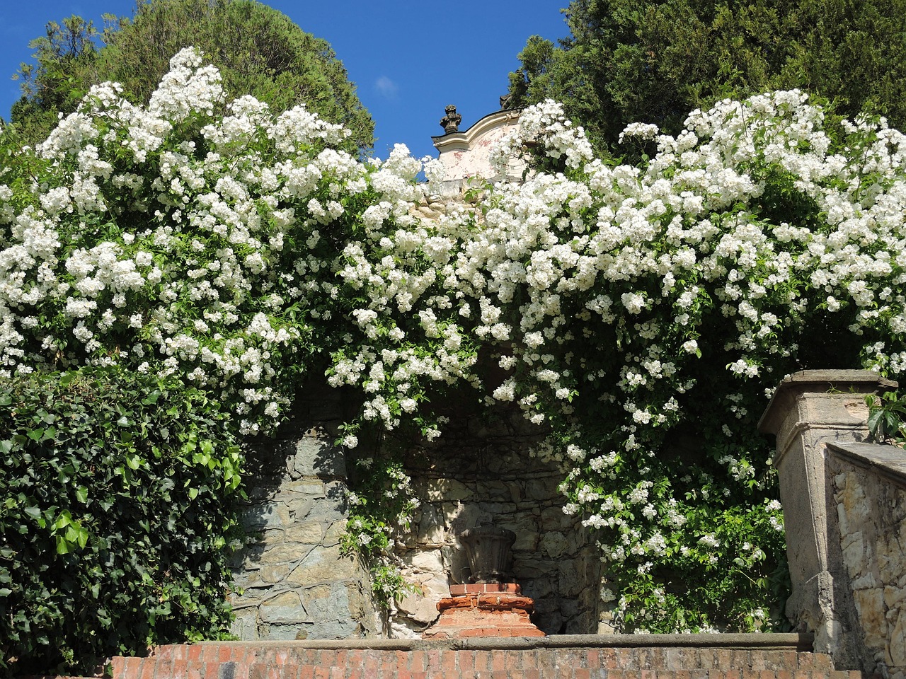 rose white white rose free photo